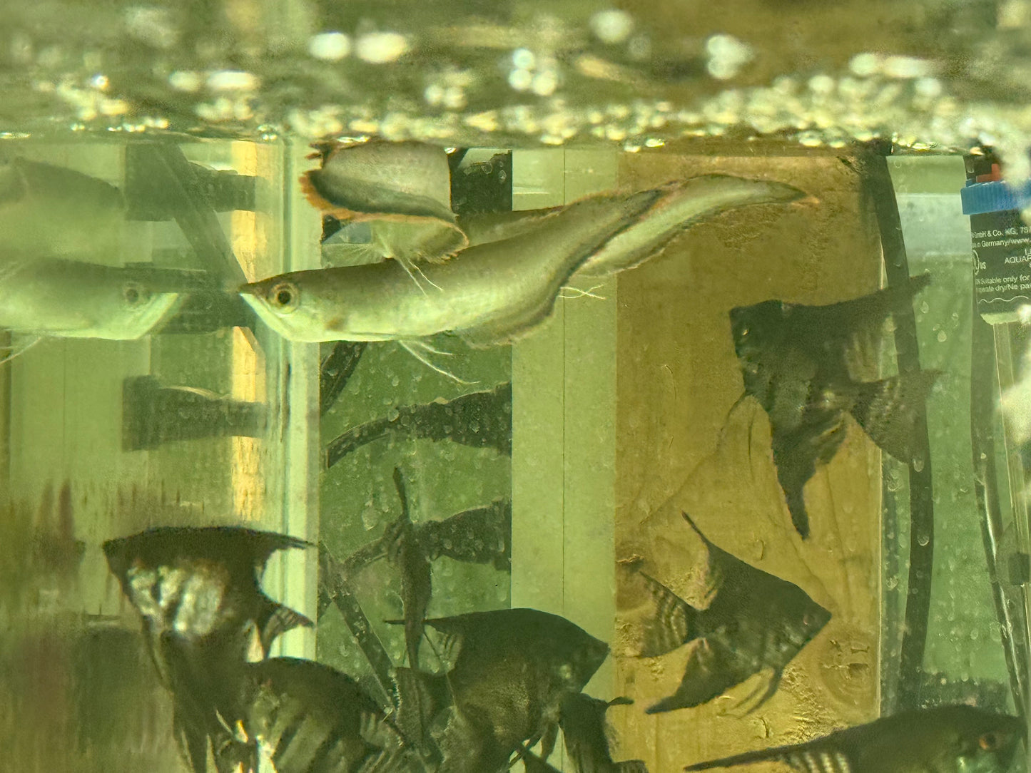 Black Arowana 5–6” – Live Freshwater Aquarium Fish Exotic Oddball for Large Tanks