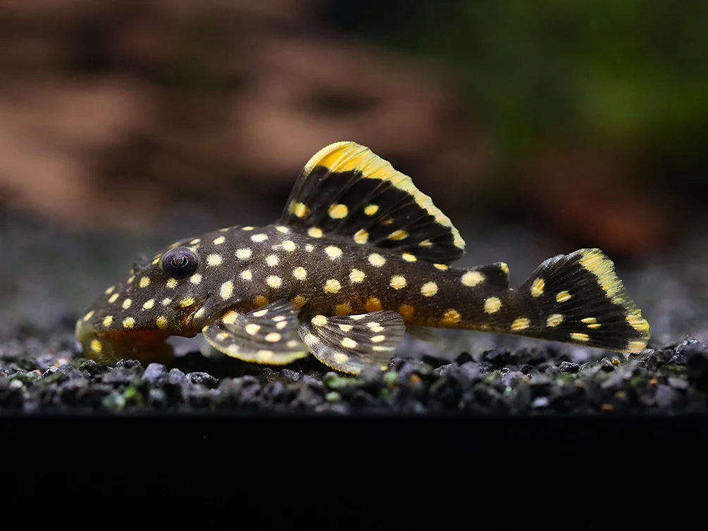 Pleco L48 Gold Nugget 2–2.5 Inch Live Freshwater Fish Aquarium Rare Pro