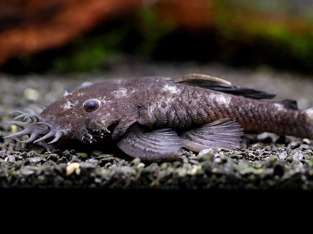 Medusa Pleco L034 2.5-3" Live Freshwater Fish Rare Bristlenose Catfish