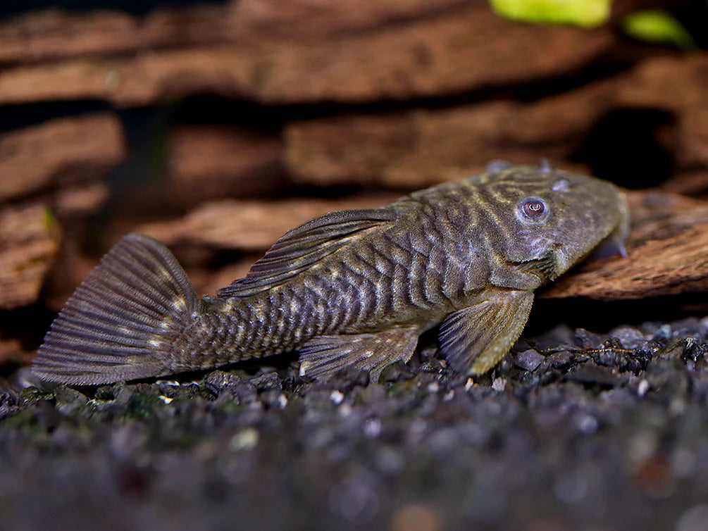 Black Chubby Pleco L056 2.5-3 Inch Live Freshwater Aquarium Catfish Rare