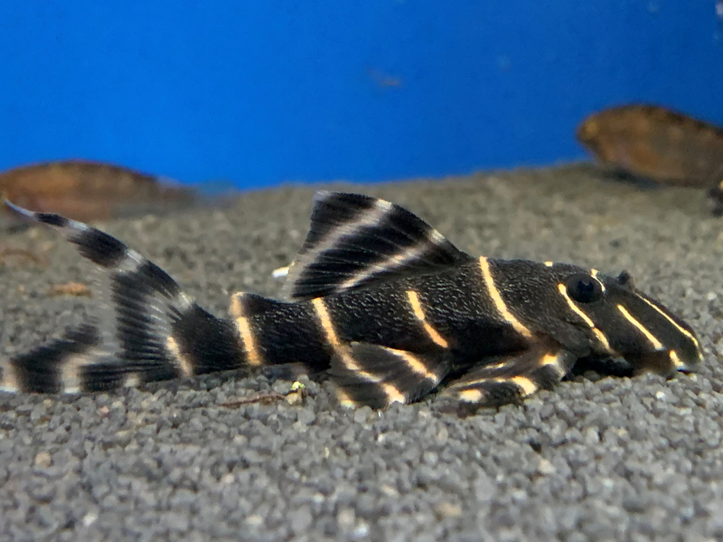 Emperor Pleco L204 3–4” – Live Freshwater Aquarium Fish for Planted & Community Tanks