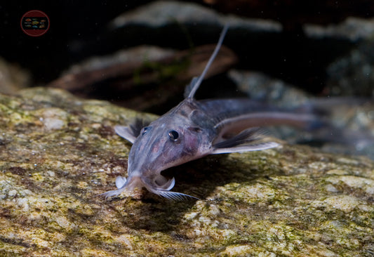 Green Sturgeon Doradid Catfish 4-5” Live Freshwater Rare Aquarium Fish