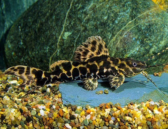 Marble Achara Catfish 4–5” – Live Freshwater – Rare South American Juvenile