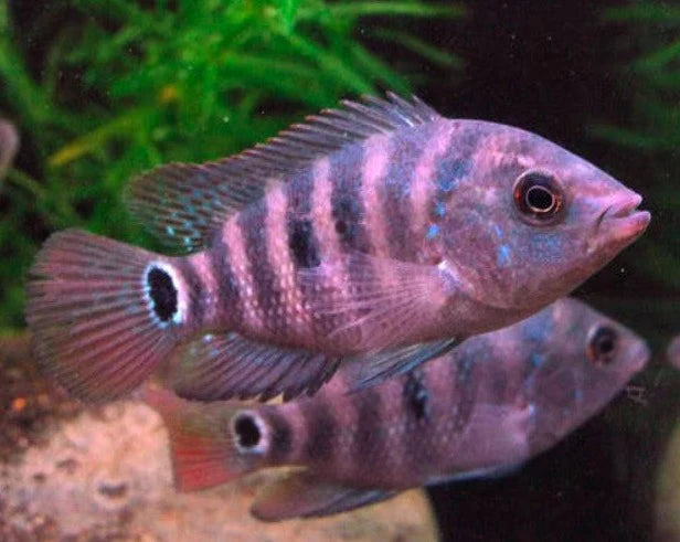 False Red Terror Mayan Cichlid 2.5–3” Live Fish – Aggressive Colorful Cichlid