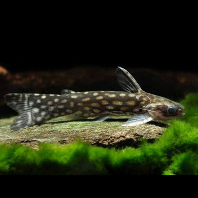 Catfish Tatia intermedia 2β3 Inch Live Freshwater Fish Aquarium Rare Pro