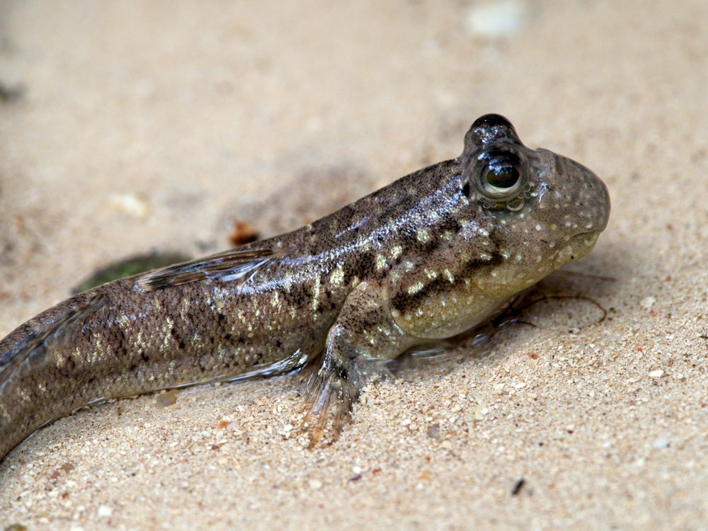Mudskipper Boddart's 2 Inch Live Brackish Fish Aquarium Goby Amphibious