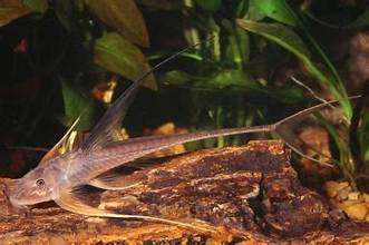 Sturgeon Kite Catfish 6–8" Lamontichthys filamentosus Live Freshwater Fish