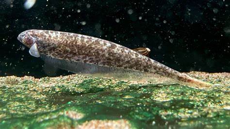 Clouded Ghost Knife 6-7 Inch Live Freshwater Exotic Predator Aquarium Fish