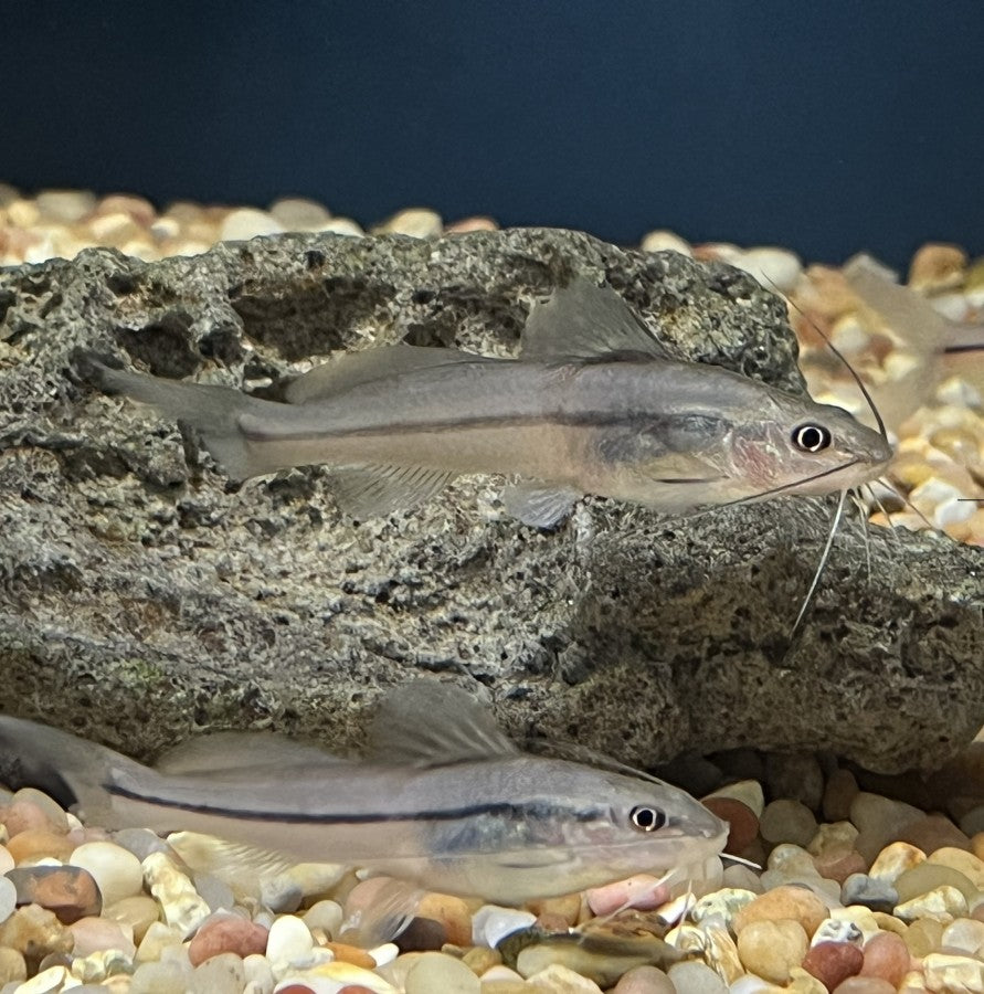 2-Pack One Line Pim Catfish 3-4 Inch Live Freshwater Aquarium Fish Rare XL