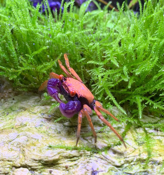 3 Pack Disco Vampire Crabs β Colorful Freshwater Semi Terrestrial Live