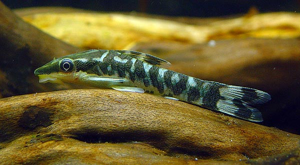 Zebra Otocinclus 1.25–1.5" Otocinclus Cocama Live Freshwater Aquarium Fish