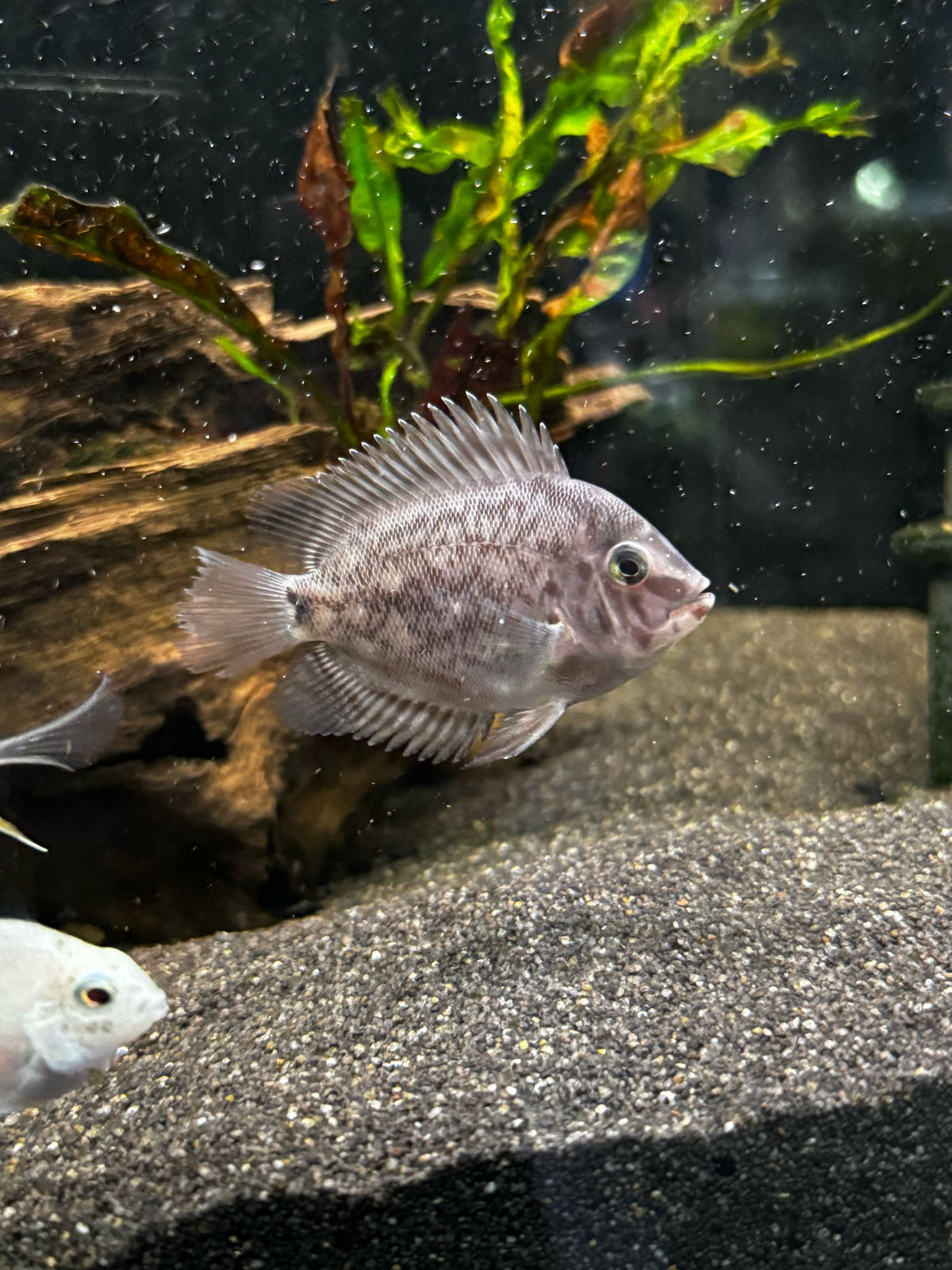 2-Pack Triangle Cichlid Uaru 1–1.25" Live Freshwater Aquarium Fish