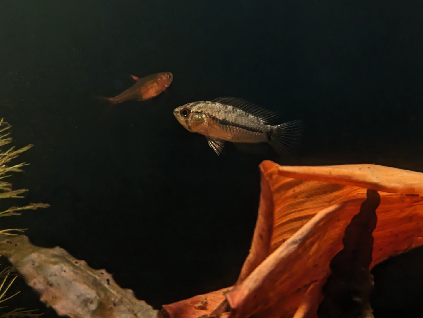3 Pack Apistogramma Pucallpaensis 0.5-1 Inch Live Freshwater Fish Tank