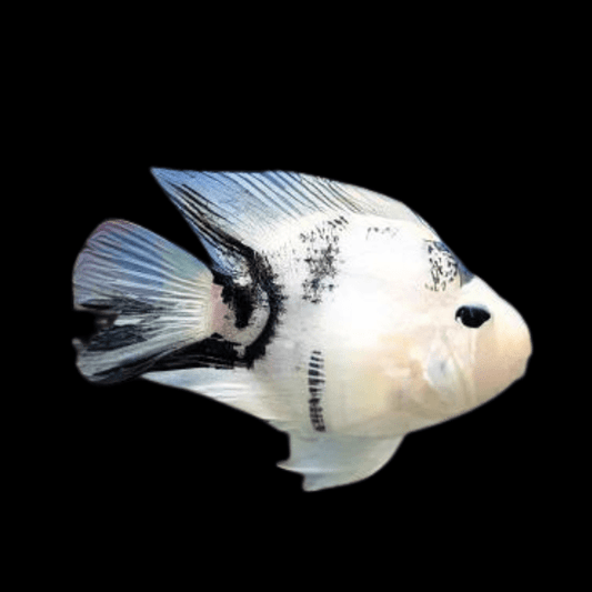 Parrot Panda Cichlid 2β2.5 Inch Live Freshwater Fish Aquarium Rare Color