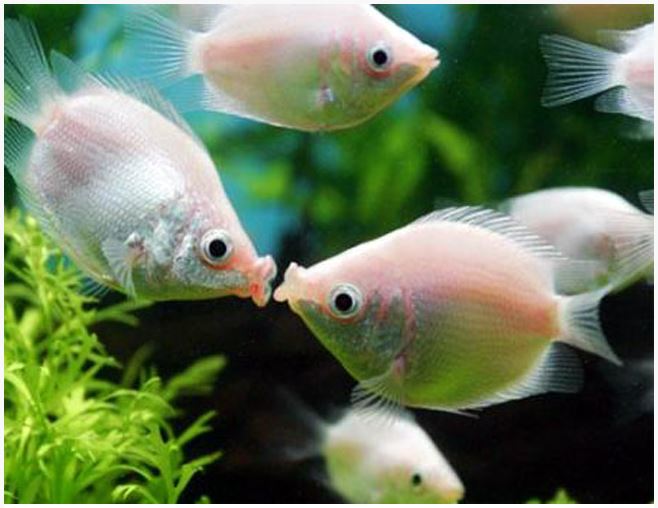 2-Pack Pink Kisser Gourami 2–3” – Live Freshwater Fish – Peaceful Community