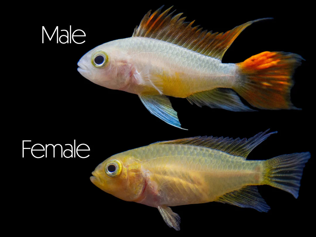 Apistogramma Cacatuoides Gold M-F Live Freshwater Dwarf Cichlid Fish