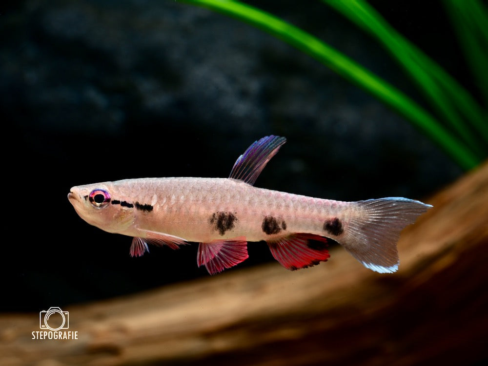 2-Pack Four-Spotted Splash Tetra – Live Freshwater Fish – Rare Active Species