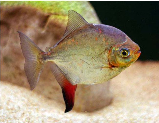 Red Hook Silver Dollar 3-3.5 Inch Live Freshwater Fish Aquarium Tropical Fish