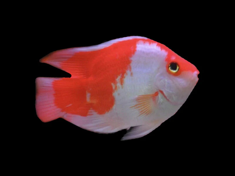 Red & White Parrot Cichlid 3.5–4.5” – Rare Color Morph – Live Freshwater Fish