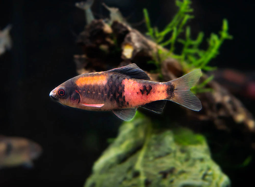 3-Pack Red Melon Barb Wild 1.5” Live Fish – Colorful Active Community Fish