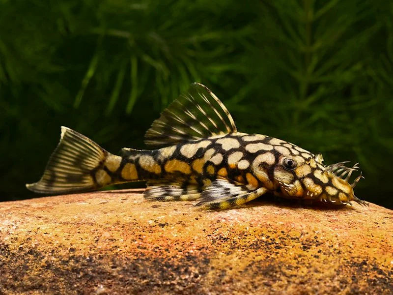 Pleco L519 Rio Itenez “Honey” 2” – Rare Live Hypancistrus – Exotic Freshwater Pleco