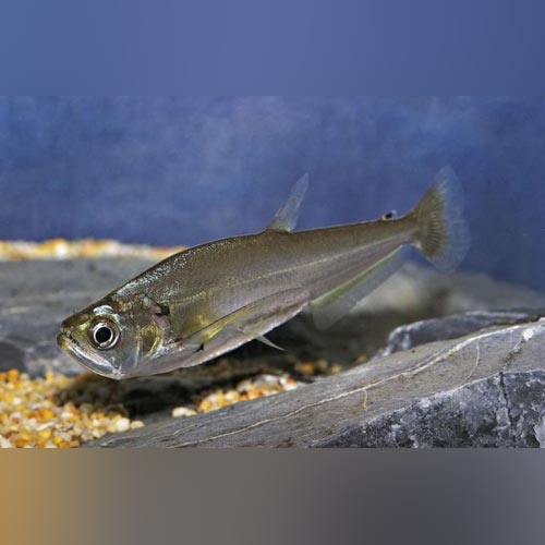 Sabre Tooth Payara Characin 3.5-4.5 Inch Live Freshwater Predator Fish Rare
