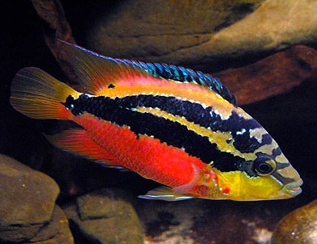 Salvini Cichlid 3-4 Inch Live Freshwater Aquarium Fish Colorful Cichlid Rare