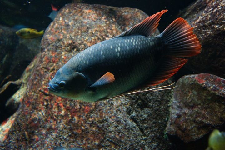 Giant Red Kaloi Gourami 4-4.5 Inch Live Freshwater Aquarium Fish Tropical Pet XL.