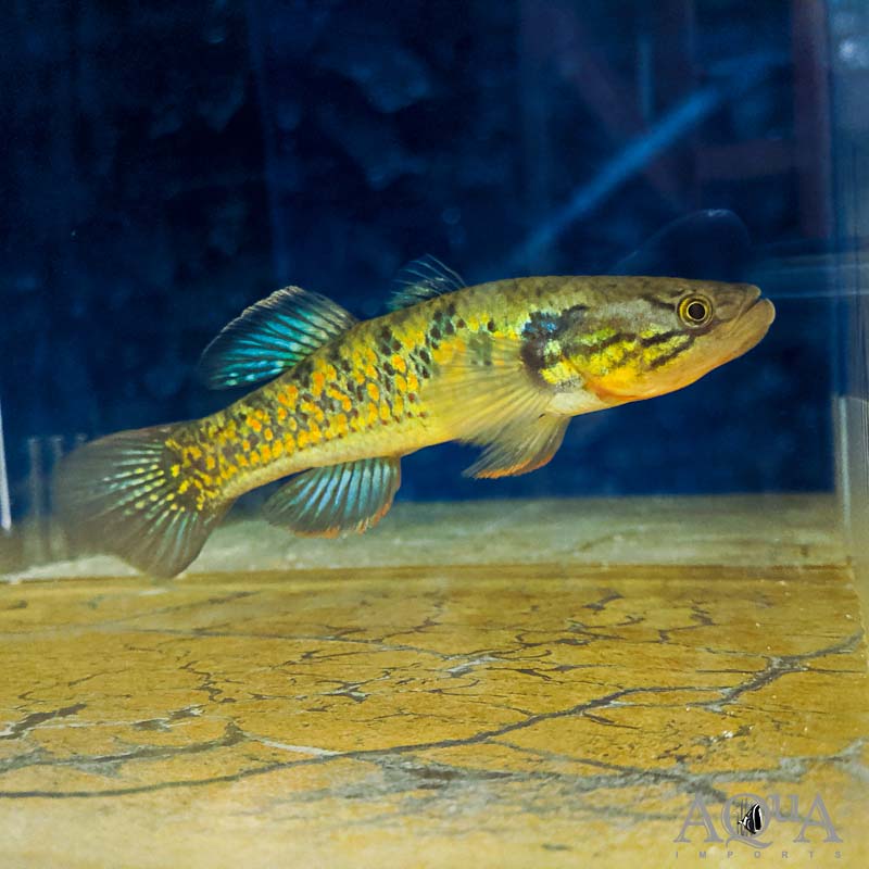 Rainbow Snakehead Gudgeon 3-4 Inch Live Freshwater Aquarium Fish Rare XL