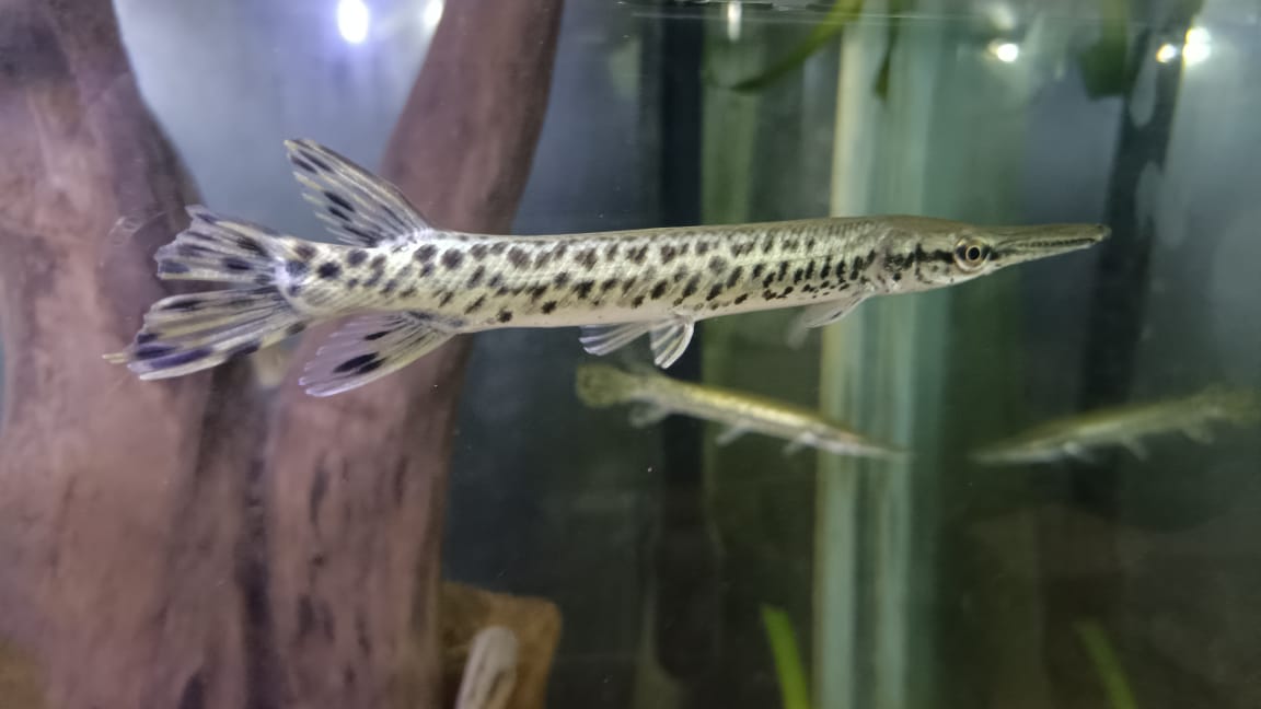 Alligator Gar 10-12Inch – Live Freshwater Predatory Fish – Rare & Impressive Species