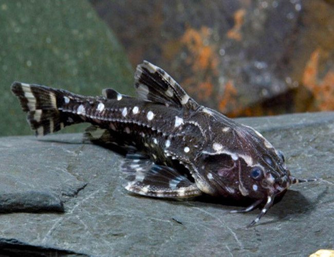 2-Pack Spotted Raphael Catfish 1.5–2” – Live Freshwater Aquarium Community Fish