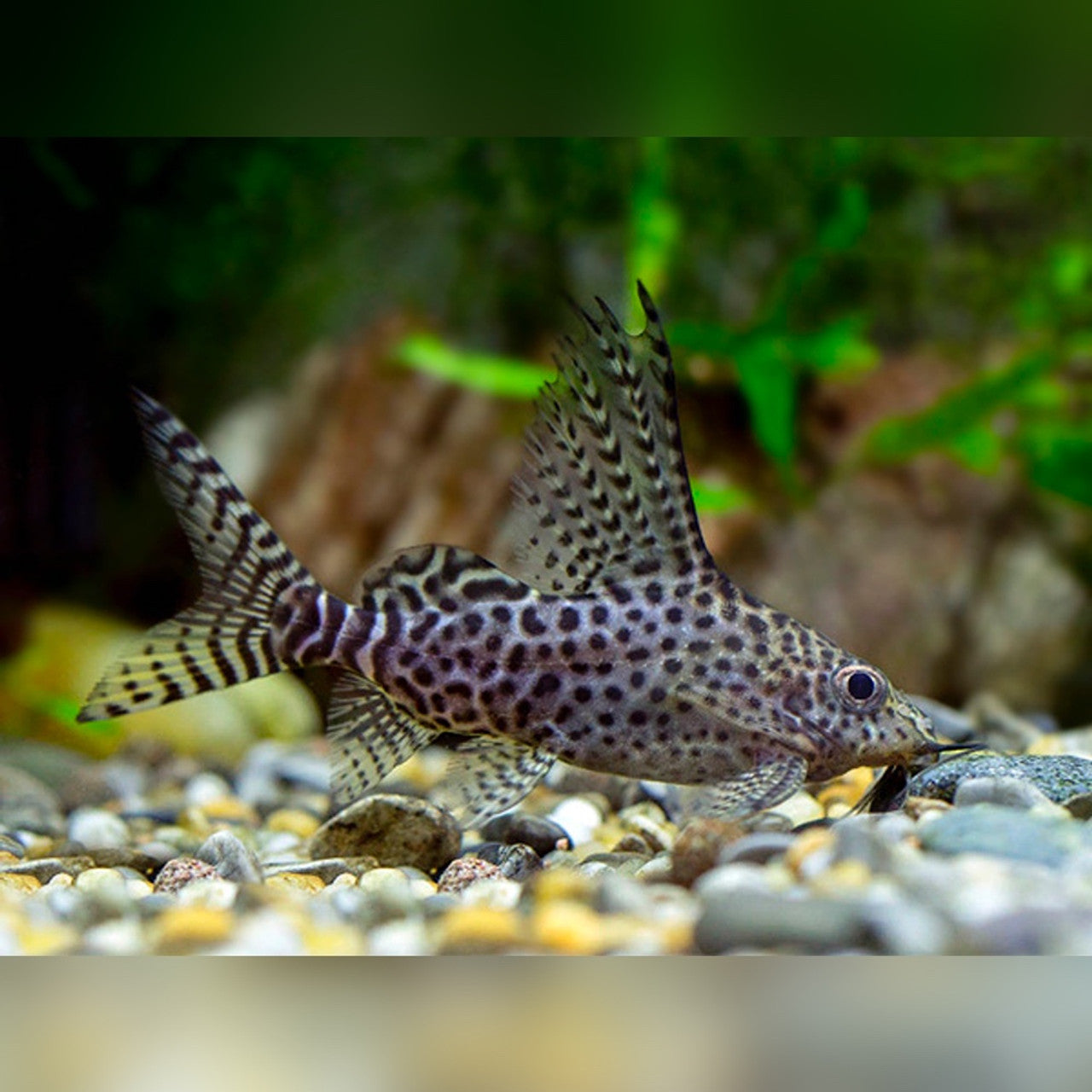 3-Pack Synodontis Eupterus (1 Inch) – Featherfin Catfish – Live Freshwater Fish