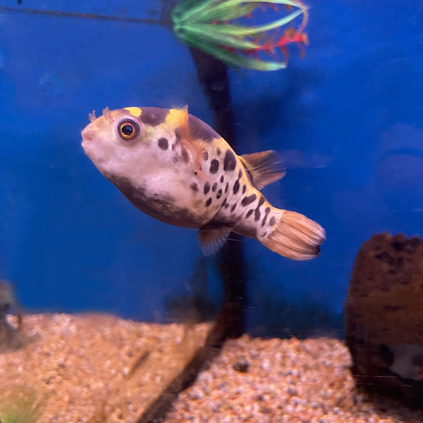 3-Pack Topaz Puffer Tiny 0.5 Inch Live Freshwater Aquarium Fish Rare Nano