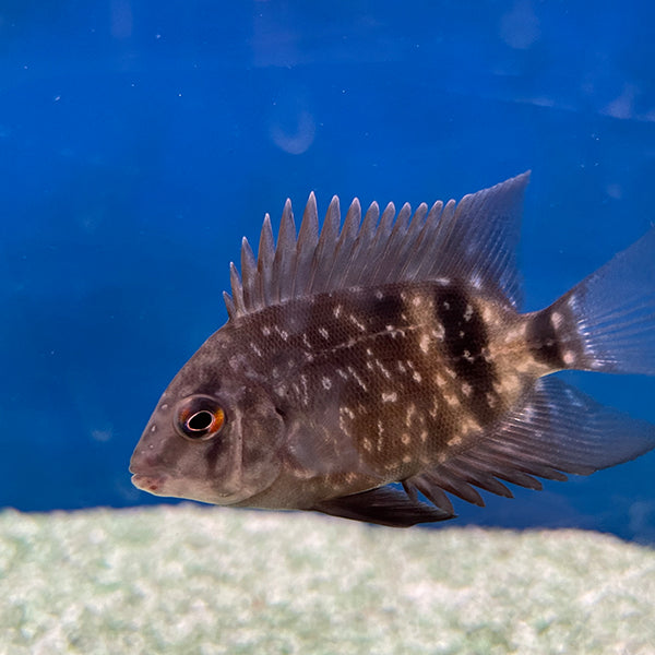 Panda Uaru Fernandezyepezi 1.75-2 Inch Live Freshwater Cichlid Rare Aquarium Fish