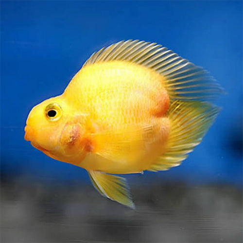 Yellow Heart Parrot Cichlid 2.5 Inch Live Freshwater Aquarium Fish Rare