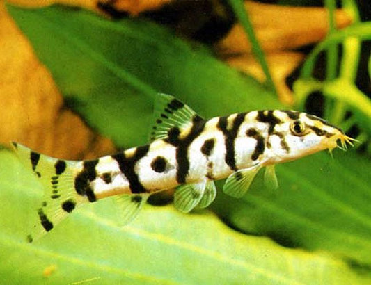 4-Pack Pakistani Loach 1.5-2.0β³ β Live Freshwater Aquarium Fish β Algae Snail Eater