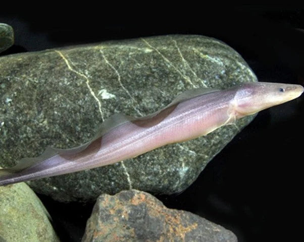 Aba Knife Fish 7-9 Inch Live Freshwater Predator Aquarium Fish Rare Exotic