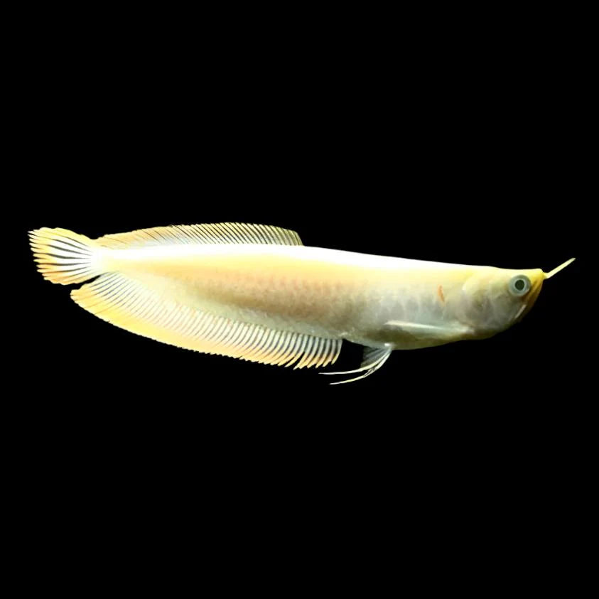 Albino Yellow Banana Arowana 3.5-4.5 ” – Exotic Live Freshwater Aquarium Fish for Large Tanks