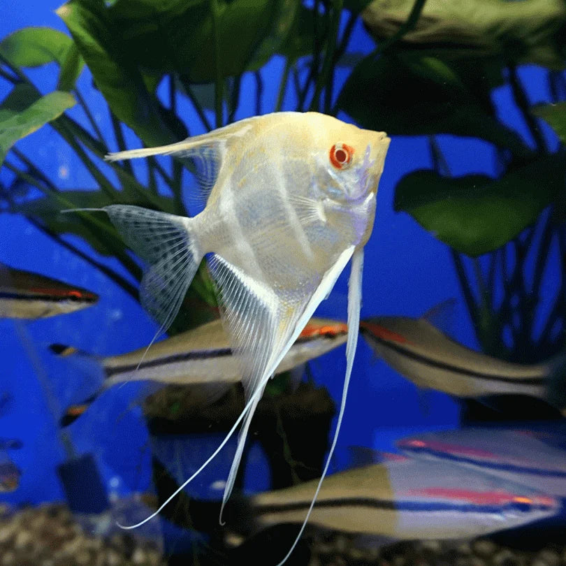 3-Pack Red Eyes Diamond Angelfish 1.5–2" Live Freshwater Aquarium Fish