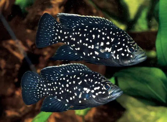 Pollen’s Cichlid 2.5-3.5” – Live Freshwater African Cichlid – Rare Vibrant Juvenile