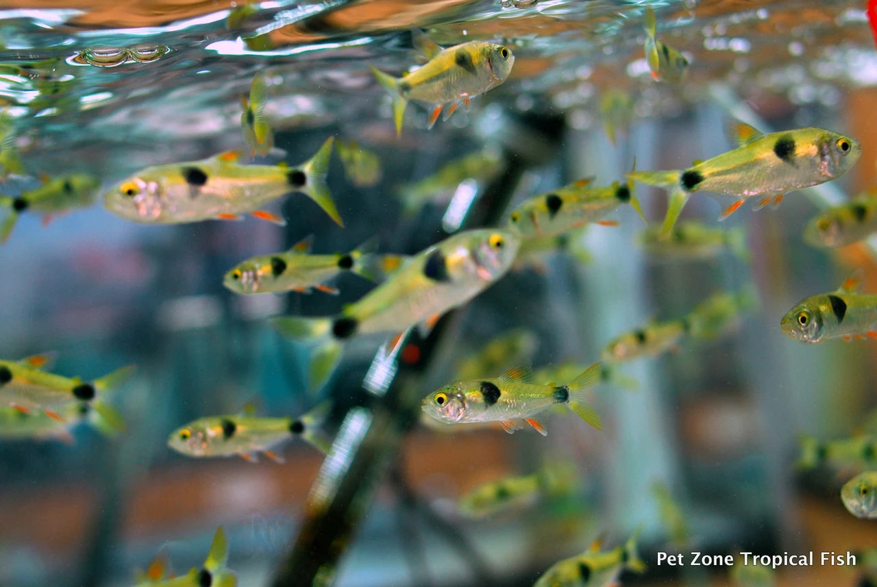 3-Pack Bucktooth Tetra Exodon 1-1.5 Inch Live Freshwater Aquarium Fish Tank Pros