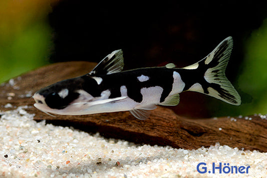 Tatia Ninja Catfish 2-2.5β β Rare Live Freshwater Oddball β Peaceful Nocturnal Fish
