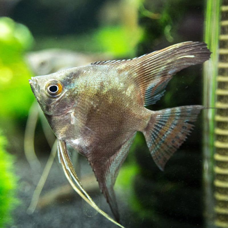 3-Pack Smokey Angel 1.5–2” – Live Freshwater Angelfish – Peaceful Community Fish