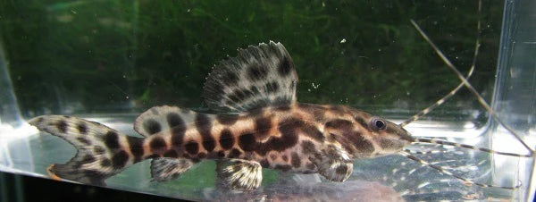 Marble Acara Shovelnose Hybrid 3-4 Inch Live Freshwater Aquarium Fish Rare XL