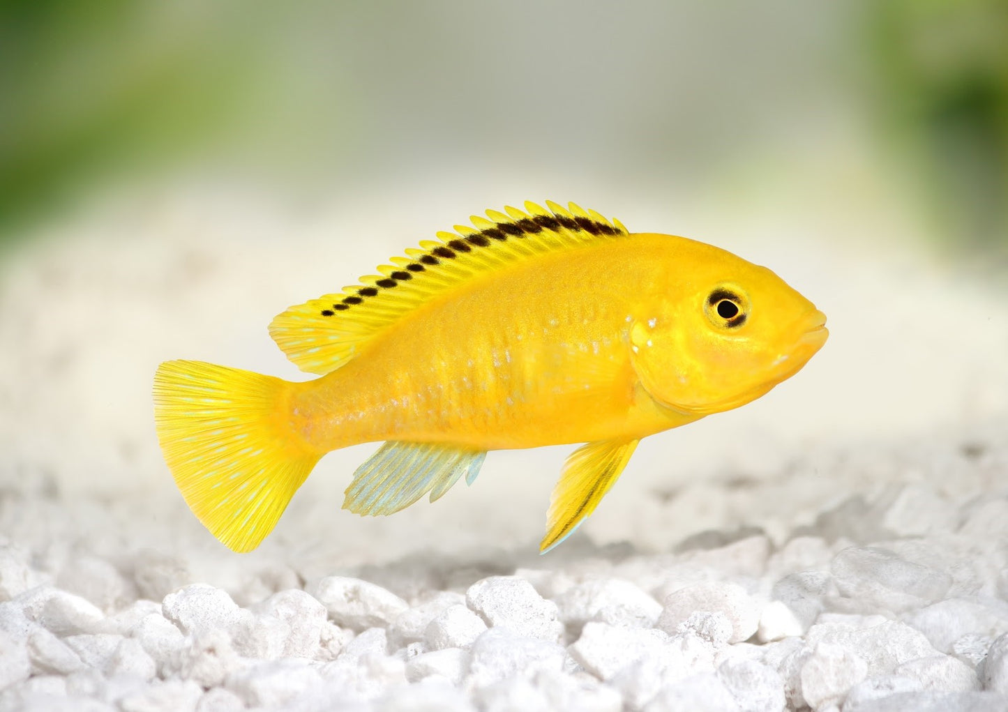 Yellow Lab Cichlid 2-2.5 Inch Live African Freshwater Aquarium Fish XL Rare