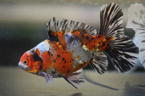 Assorted Bristol Goldfish 4-5" Live Freshwater Fish Fancy Tail Premium Lot