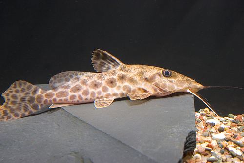 Giraffe Nose Catfish4–5” – Live Freshwater Oddball – Peaceful Bottom Dweller