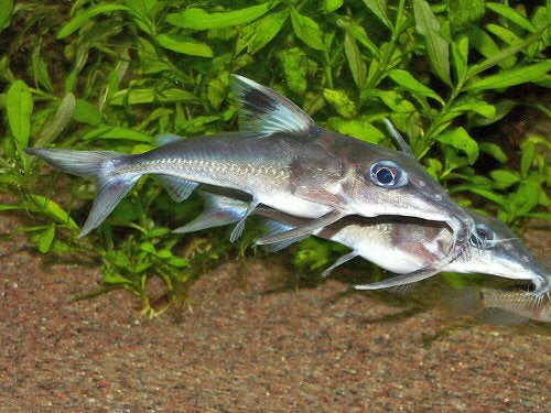 Black Top Mouse Catfish 2.5" Live Freshwater Rare Tropical Aquarium Fish