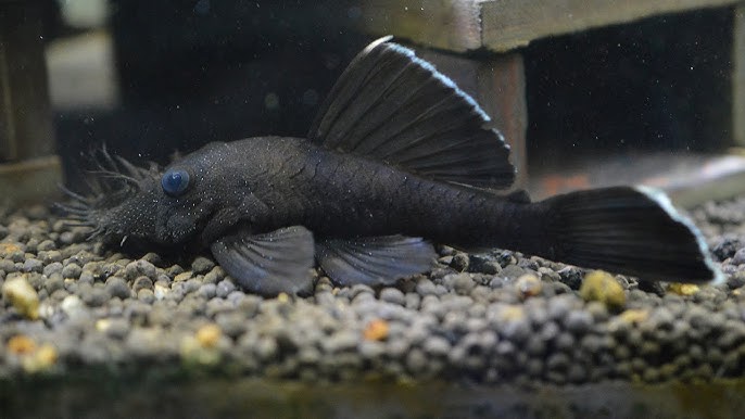 L183 Starlight Ancistrus Pleco 2.5-3.5 Inch Live Freshwater Aquarium Fish.