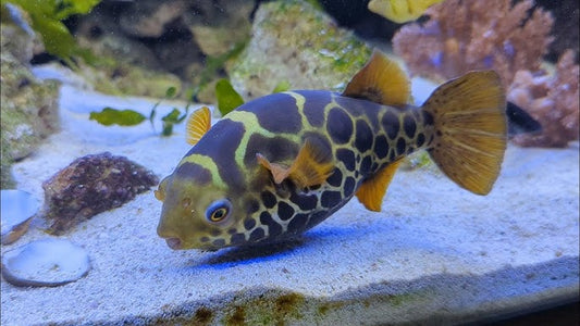 Ceylon Green Puffer 2.5β3.5 Inch Live Freshwater Fish Aquarium Rare Pro XL